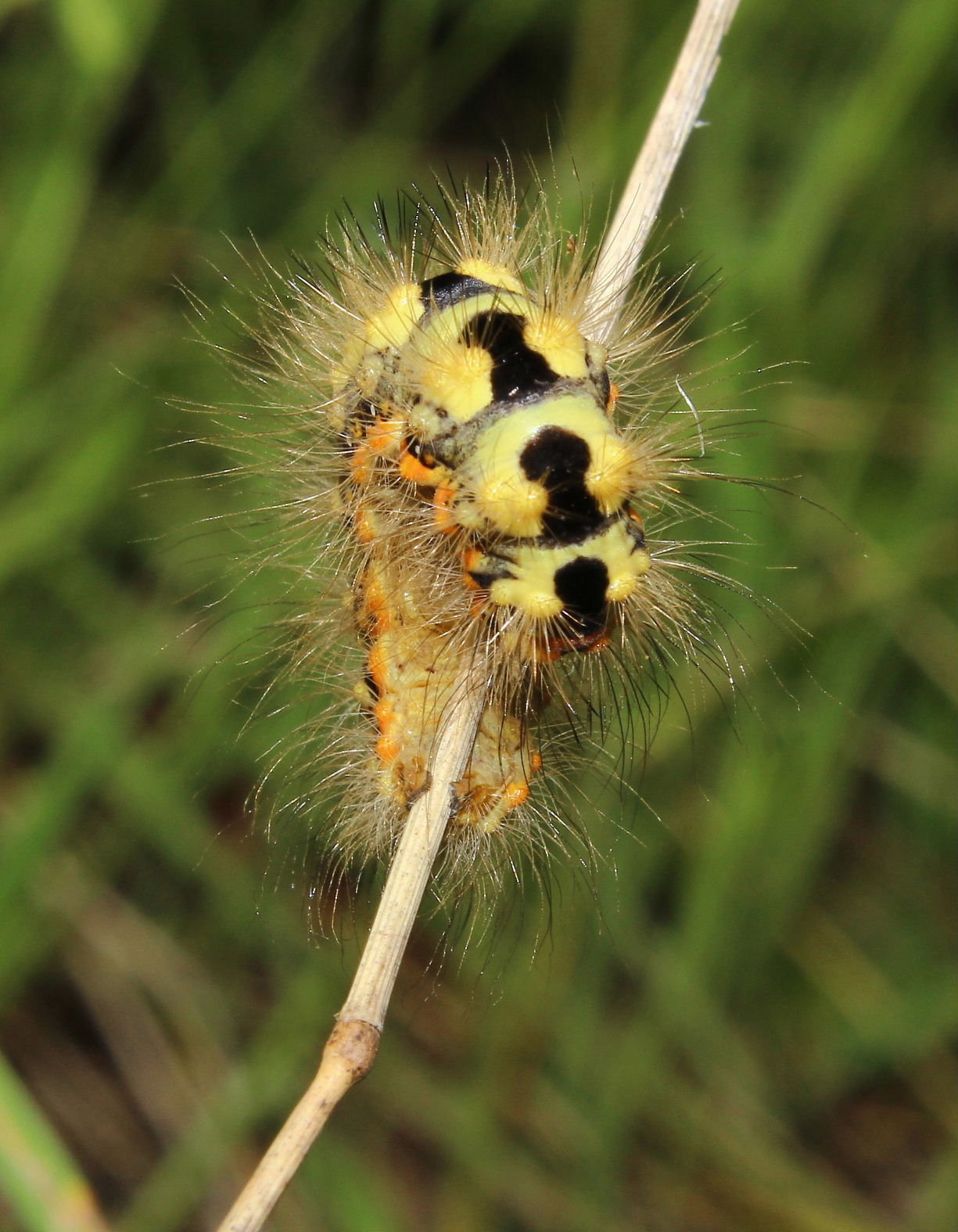 Bruco da determinare - Acronicta (Viminia) euphorbiae